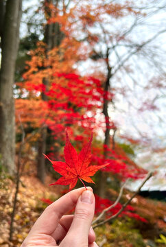 Hand holds small red maple leaf against vibrant maple trees in Japan