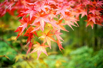 秋の紅葉したモミジの葉のクローズアップ。鮮やかな赤色とオレンジ色が混ざり合い、葉脈がはっきりと見える。背景は緑と黄色のボケ。