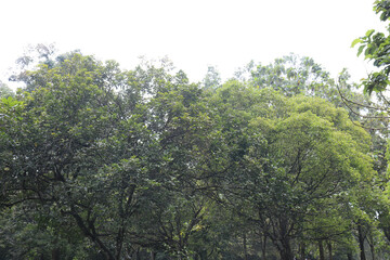 Obraz premium Elevated Canopy Border Beneath Bright Atmosphere. Lush Crown Silhouette Against Pale Expanse. Verdant Upper Foliage Scenic Outlook. Woodland Skyline Framed By Daylight