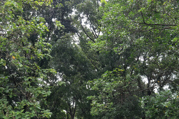 Overlapping Crowns Create Green Ceiling. Thick Treetop Coverage Rich Texture. Interlocking Branches Form Natural Roof. Elevated Foliage Mass Scenic Detail