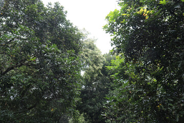 Fototapeta premium Bright Sky Surrounded By Tall Greenery. Open Atmosphere Above Forest Border. Light Filled Clearing Through Foliage. Airy Woodland Edge With Natural Frame