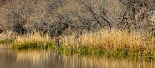 Obraz premium Water Grass Reflections