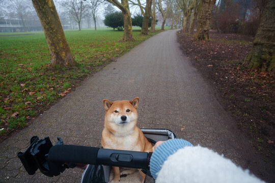 Walking with dog in stroller 