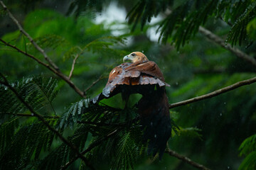 juvenile brahminy kite (Haliastur indus) perching on a tree branch under heavy rain, with green foliage bokeh background