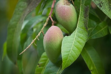 fresh green mangos on tree