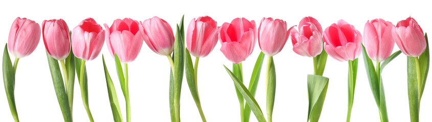 Obraz premium Pink tulips. Set of spring flowers isolated on white