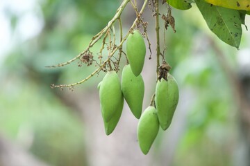 fresh green mangos on tree
