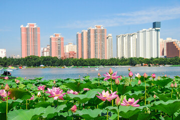 Naklejka premium Beijing Lotus Pond with Urban Skyline and Blooming Flowers