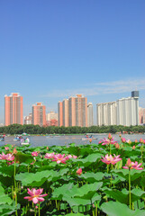 Naklejka premium Beijing Lotus Pond with Urban Skyline and Blooming Flowers