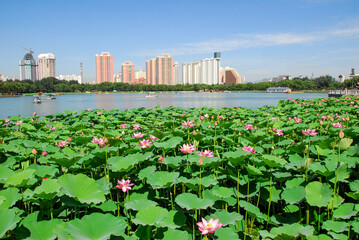 Beijing Lotus Pond with Urban Skyline and Blooming Flowers © ThaiKhanh