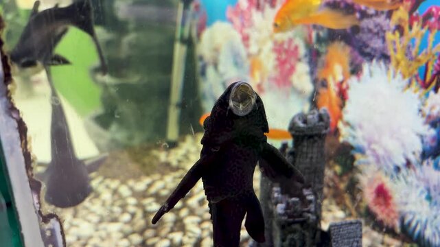 pleco fish clinging to tank wall inside decorative home aquarium