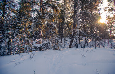 Fototapeta premium Winter day in the woods