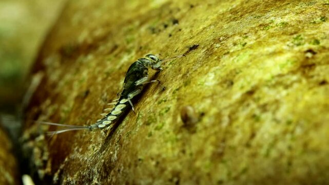 Mayfly nymph (Baetis sp.) underwater, clinging to a rock in fast water, feeding on algae and periphyton, low angle extreme macro close-up.