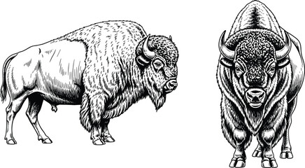 Detailed black and white illustration of American bison showcasing side profile and frontal view, emphasizing muscular build, shaggy fur, horns, and  © Anowar