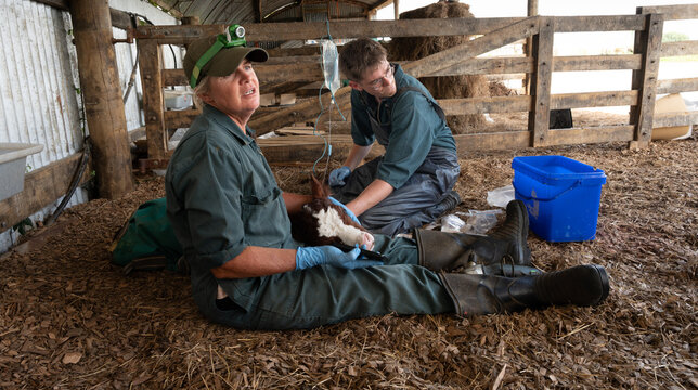 Field hospital: Placing a sick newborn on a drip