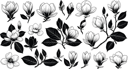 Detailed black and white magnolia flower and leaf botanical illustration, hand‑drawn floral sketch artwork showing buds, blossoms, and foliage for design, nature, and decorative themes © Sahed