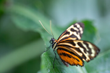 Tithorea harmonia, the Harmonia Tiger-Wing Butterfly or Harmonia Tiger.
