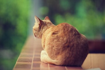 close up of a orange cat