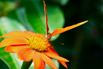 Dryas iulia, the Julia Butterfly.