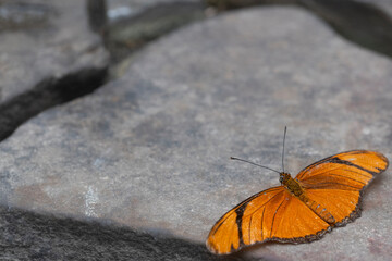 Dryas iulia, the Julia Butterfly.