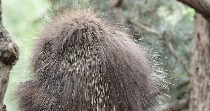 Back of a Porcupine in a Tree