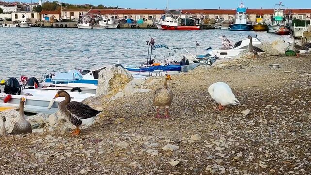 A Group of Domestic Geese Wandering on a Stony Shore at a Picturesque Fishing Harbor, Featuring Colorful Local Boats, Calm Sea Water, and Traditional Coastal Village Architecture in the Background