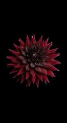 Deep crimson pointed petals form a dramatic bloom centered against a solid dark background.