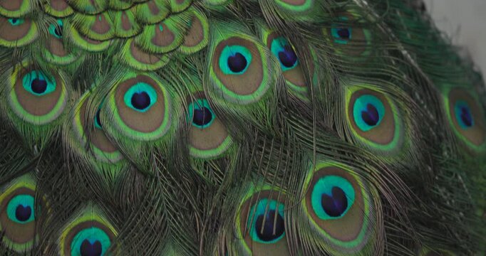Closeup of Peacock Feathers