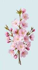 Obraz premium Delicate pink flowering branches bloom vibrantly against a pale blue background.