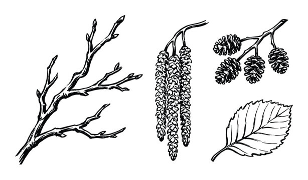 Alder tree branches, catkins, cones and leaf, black and white botanical illustration, detailed drawing of alder tree elements