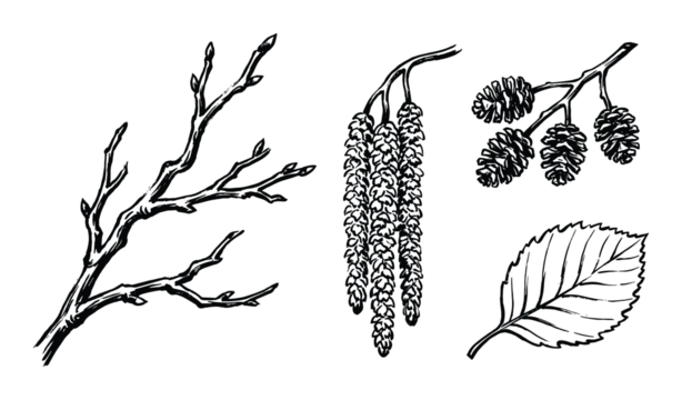 Alder tree branches, catkins, cones and leaf, black and white botanical illustration, detailed drawing of alder tree elements