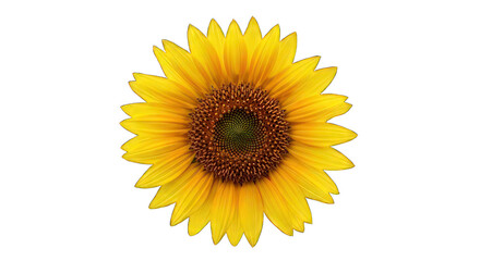 Fototapeta premium A large bright yellow sunflower against a black background