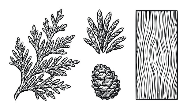 Cedar branch, leaves, cone, woodgrain engraving vector illustration design elements isolated on white background.