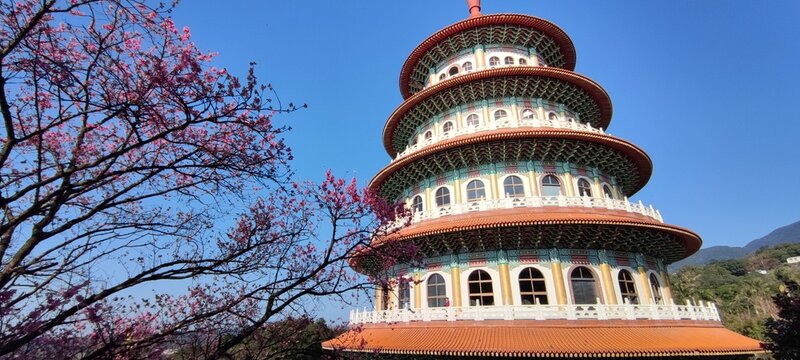 The 20260215 Cherry blossoms at Tianyuan Temple, Tamsui District, New Taipei City, Taiwan