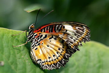 Cethosia cyane, the Leopard Lacewing Butterfly.