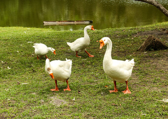 Domestic white goose, aquatic bird of the Anatidae family, in S&atilde;o Lu&iacute;s, MA, Brazil.