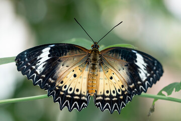 Cethosia cyane, the Leopard Lacewing Butterfly.