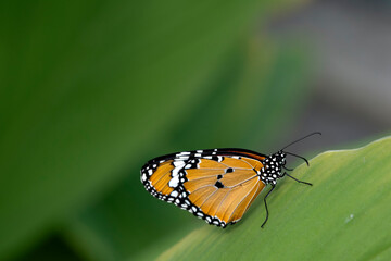 Danaus plexippus, the Monarch Butterfly.