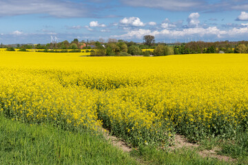 Obraz premium Blühendes Rapsfeld im Mai bei Gremersdorf (Ortsteil Techelwitz) in Schleswig-Holstein, Deutschland.