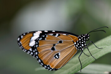 Danaus plexippus, the Monarch Butterfly.