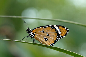 Danaus plexippus, the Monarch Butterfly.