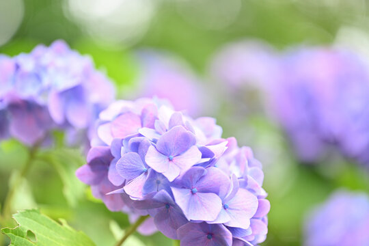 Blue hydrangea flower macro with soft blurred background