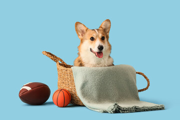 Cute Corgi dog in wicker basket with balls on blue background
