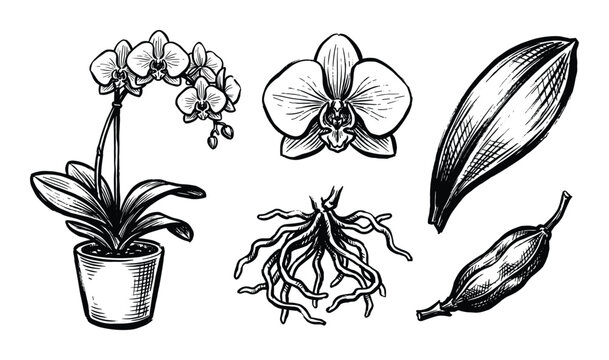 Orchid plant botanical illustration, orchid flower, leaf, root and bud. Hand drawn elements isolated on white background