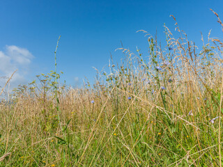 Green wild grass and flowers under contrasting blue sky.