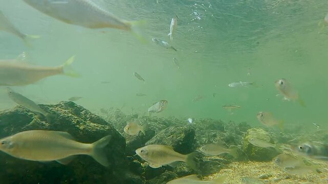한국,물고기,물고기떼,납자루떼,납자루,하천,강,수중촬영,Korea, fish, herds of fish, naphirut, naphiru, naphiru, river, river, underwater shooting