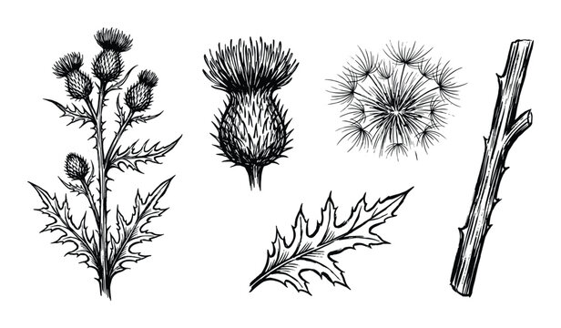 Thistle botanical sketch with flower heads, leaves, seeds, and branch in detailed vector illustration