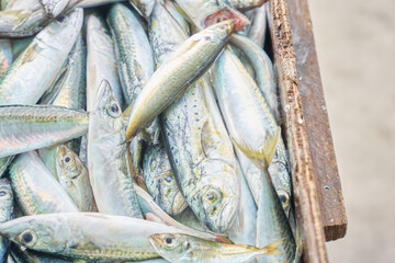 Obraz premium Freshly caught Pacific mackerel and jack mackerel piled in a wooden crate at a Korean fish market. High angle view showing shiny silver scales.