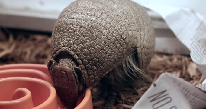 Brazillian Three Banded Armadillo