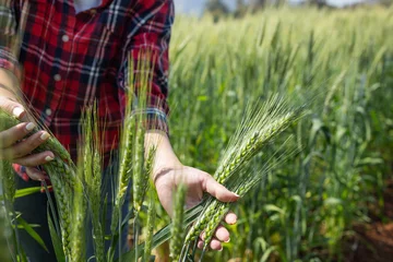 Close-up of a farmer holding and examining green wheat spikes in a field. Concept of crop inspection, plant health monitoring, sustainable agriculture, and cereal grain production. © kamonrat
